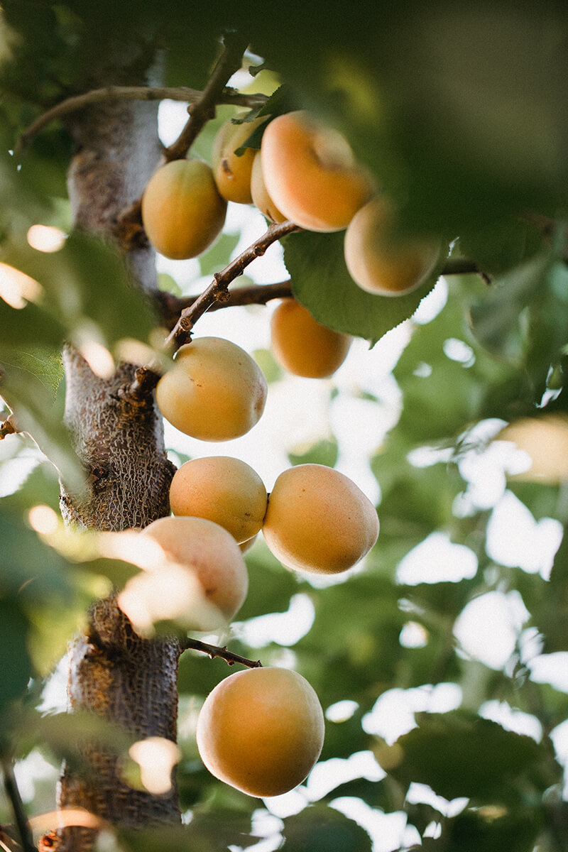 Malatya Apricot - 5 Malatya Apricot - 5